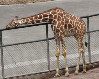 ��������ꂽ�L����