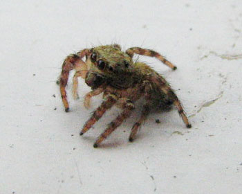 �Ԃ�Ȗڂ����킢���N��