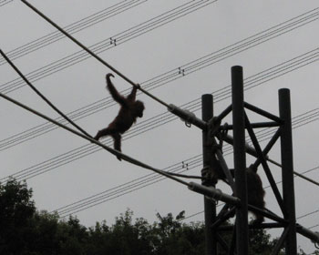 ����Ă������傤��