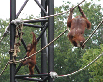 ���ǂ��z��