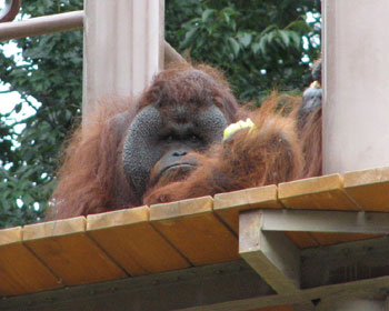 �����S�A�����Ȃ���