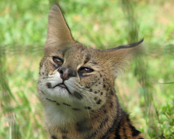 ���񂭂�E�E�E