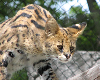 �ؓo��͓���