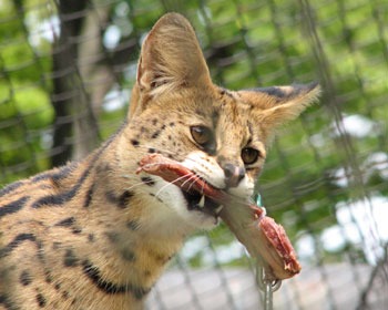 ����͑傫��