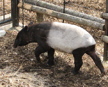 �q���͂�������E���V