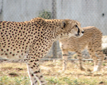 �����Ă��������Ȏ�