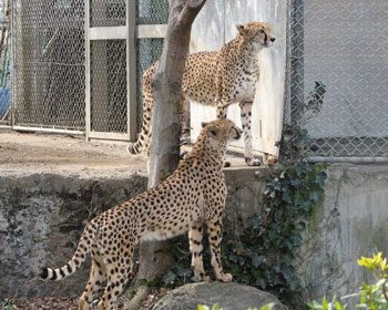 �Ȃɂ����Ă��G�ɂȂ�