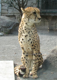 ����ڂ��Ƃ�������