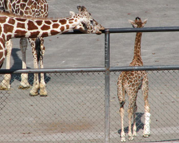 ���킢�����̎q�͖S���Ȃ����炵��