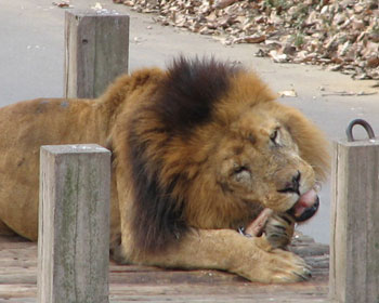 ���������Ȃ�