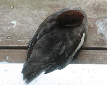 ���X�͐Q������