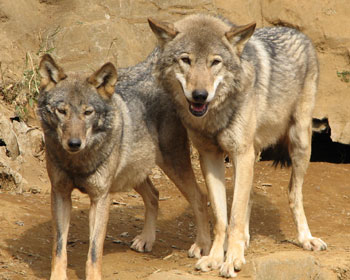 ���ꂵ�����ȃI�I�J�~