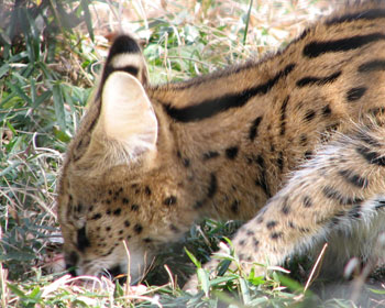 �����T�[�o��