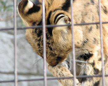 �܂��肪��������