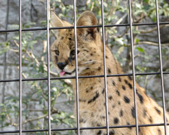 �H��̂ڂ��ʂ̓{�P��