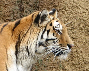 �Ђ��͔���