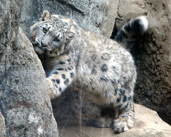 ���̕ǂ��C�ɂȂ�