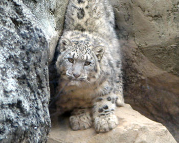 �q�����肪�O���[�u