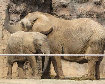 ���A�E���R����ł�