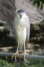 ���ʃS�C�T�M