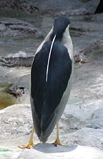 �w�ʃS�C�T�M