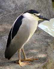 �ӂ��̃S�C�T�M