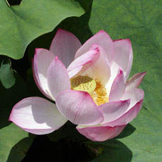 �V�����[�w�b�h