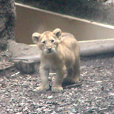 �q�C���h���C�I��