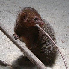 �q�}���O�[�X