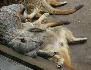 ���o���~�[�A�L���b�g