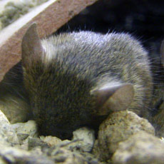 �l�Y�~�̂��ł�