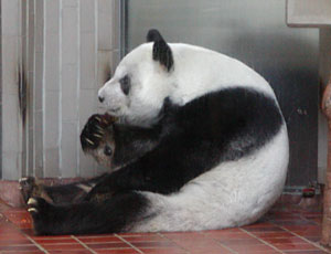 �܂肽���݃p���_