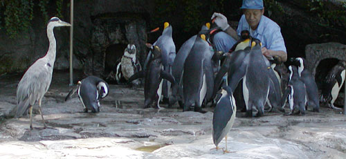 �����܂��T�M