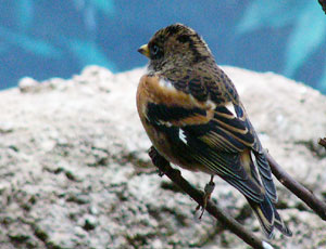 �����������Ȃ�