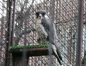 ���˃n���u�T