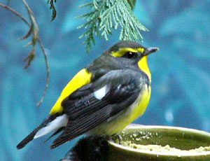 �u���{�P�L�r�^�L