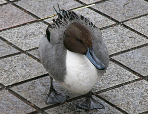 �s�E�I�i�K�K��