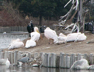 �y���J���̓f�J��