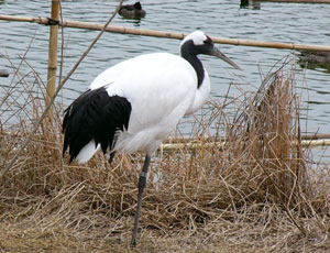 �����炵���^���`���E