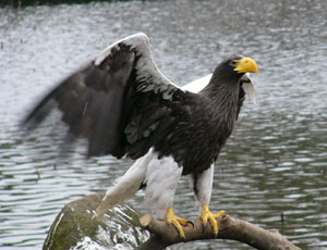 ��т����炵��