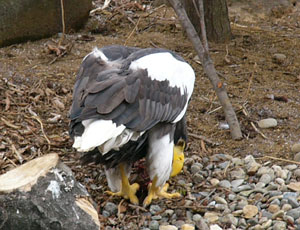 �I�I���V�̑O��