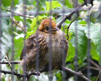 �x�j�W���P�C�̎q�ɂ͂܂�т�����