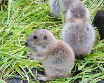 �v���[���[�h�b�O�̎q�͂Ђ傤����^