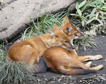 �����̂��h�[��