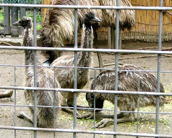 �G�~���[�̎q�͂ȂŌ�