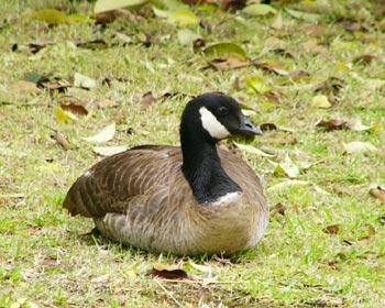 ���܂񂶂イ�V�W���E�J���K��