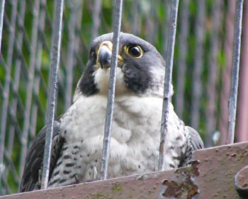 �n���u�T�͖ڂ��傫��