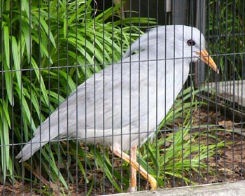 �J�O�[�͂����Б�����