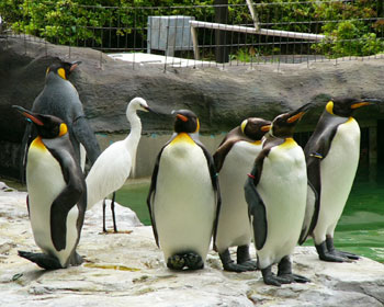 �y���M���̂ӂ�