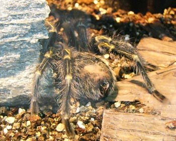 �ѐ[���^�����`����